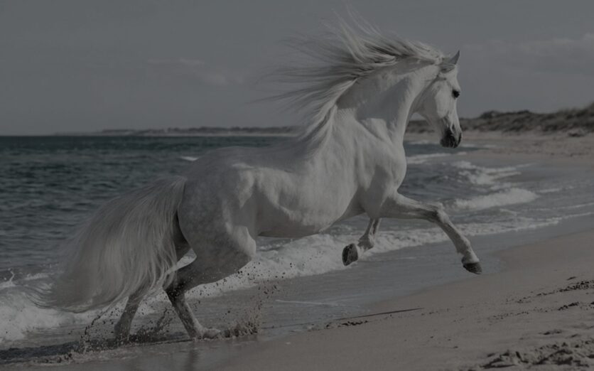 YT_White Horse – clean